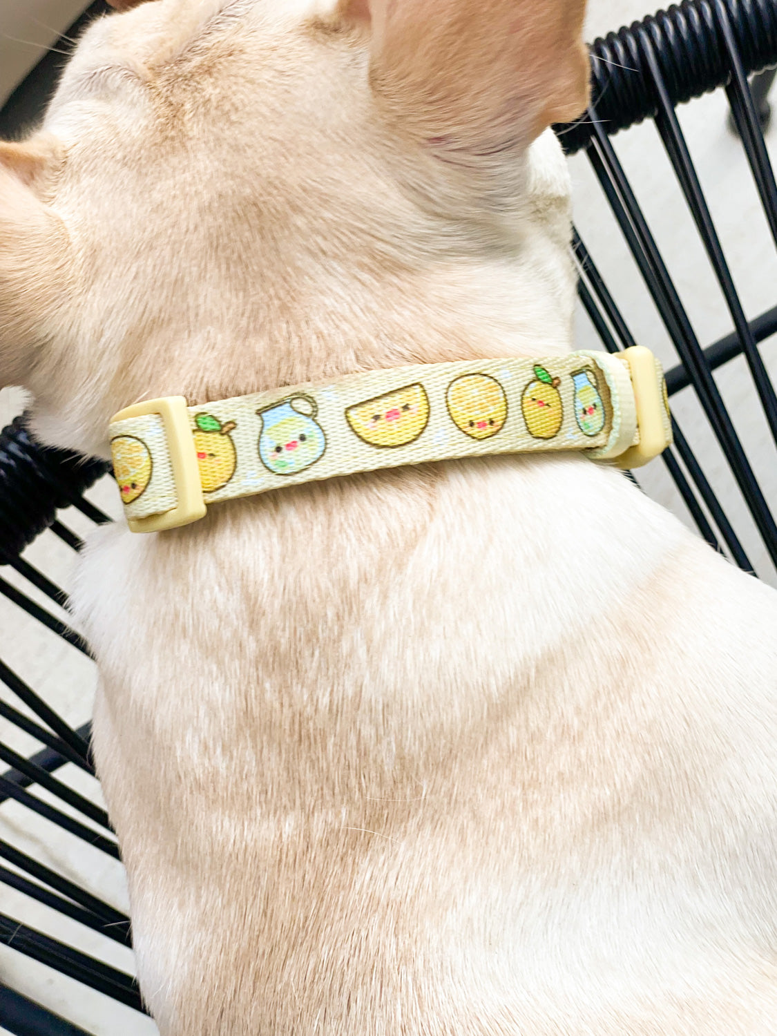 Ultimate Collar Bundle Set - Lemonade (5-Piece)