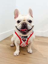 Step-In Dog Harness - Strawberries & Cream