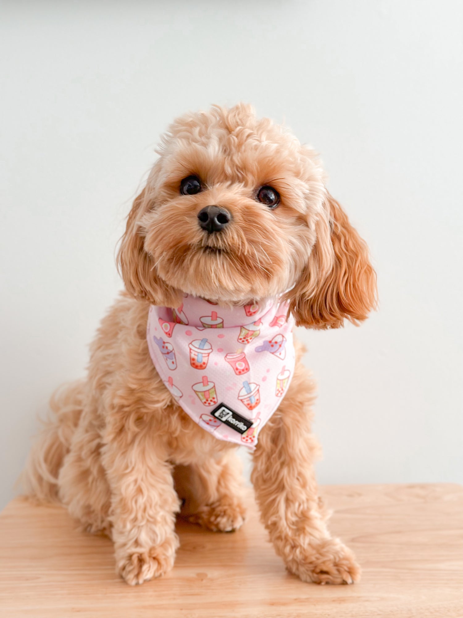 Ultimate Collar Bundle Set - Taro Milk Tea (5-Piece)