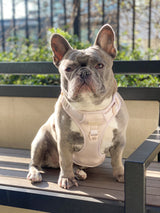 Exploration Lite No-Pull Dog Harness - Almond Nude (Final Sale)