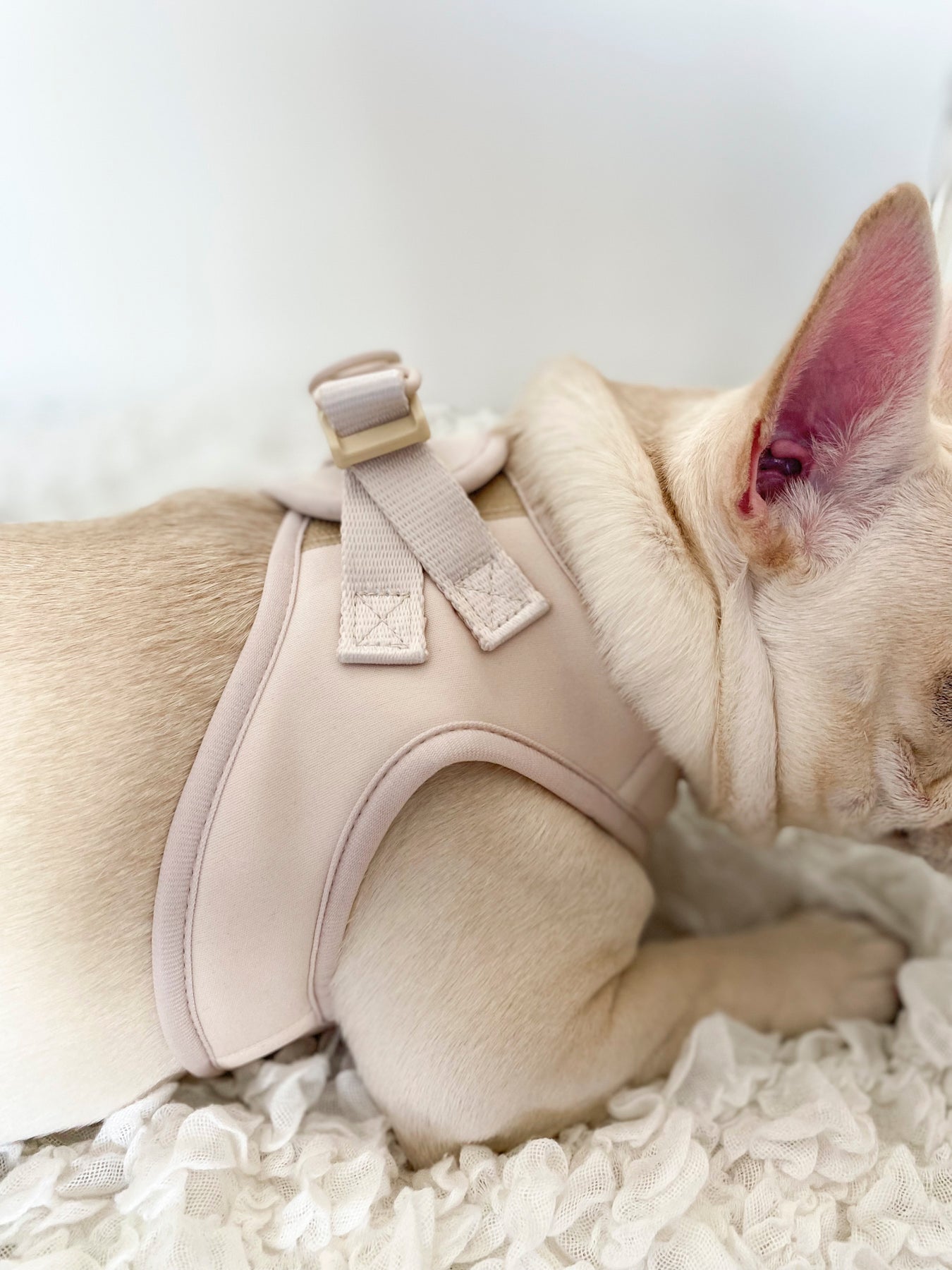 Step-In Dog Harness - Almond Nude (Final Sale)