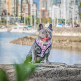 Reversible Dog Harness - Hearts & Horns (Blue Paw Co. - FINAL SALE)