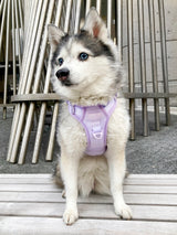 Exploration Lite No-Pull Dog Harness - Lilac (Final Sale)