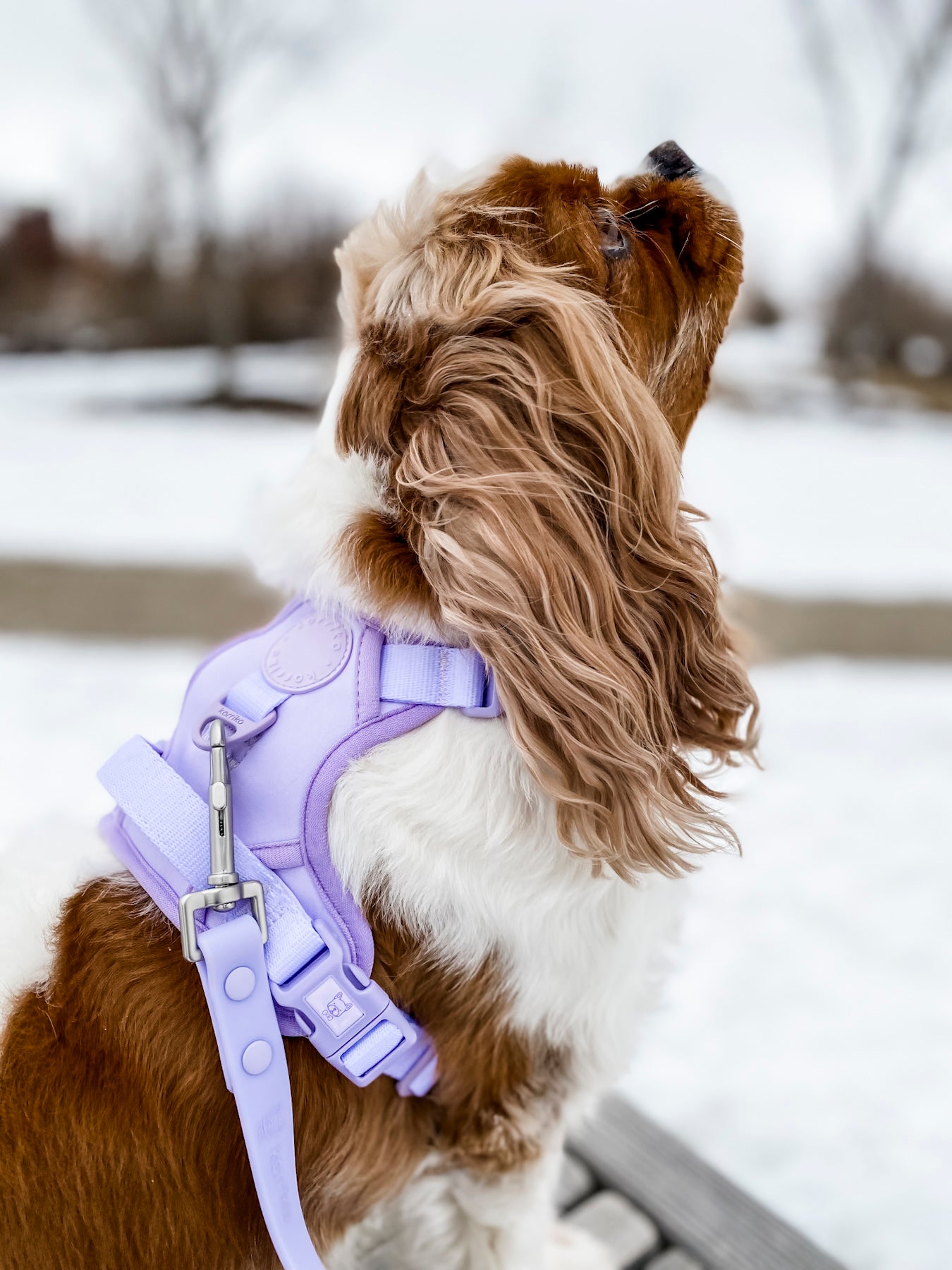 Exploration Lite No-Pull Dog Harness - Lilac (Final Sale)