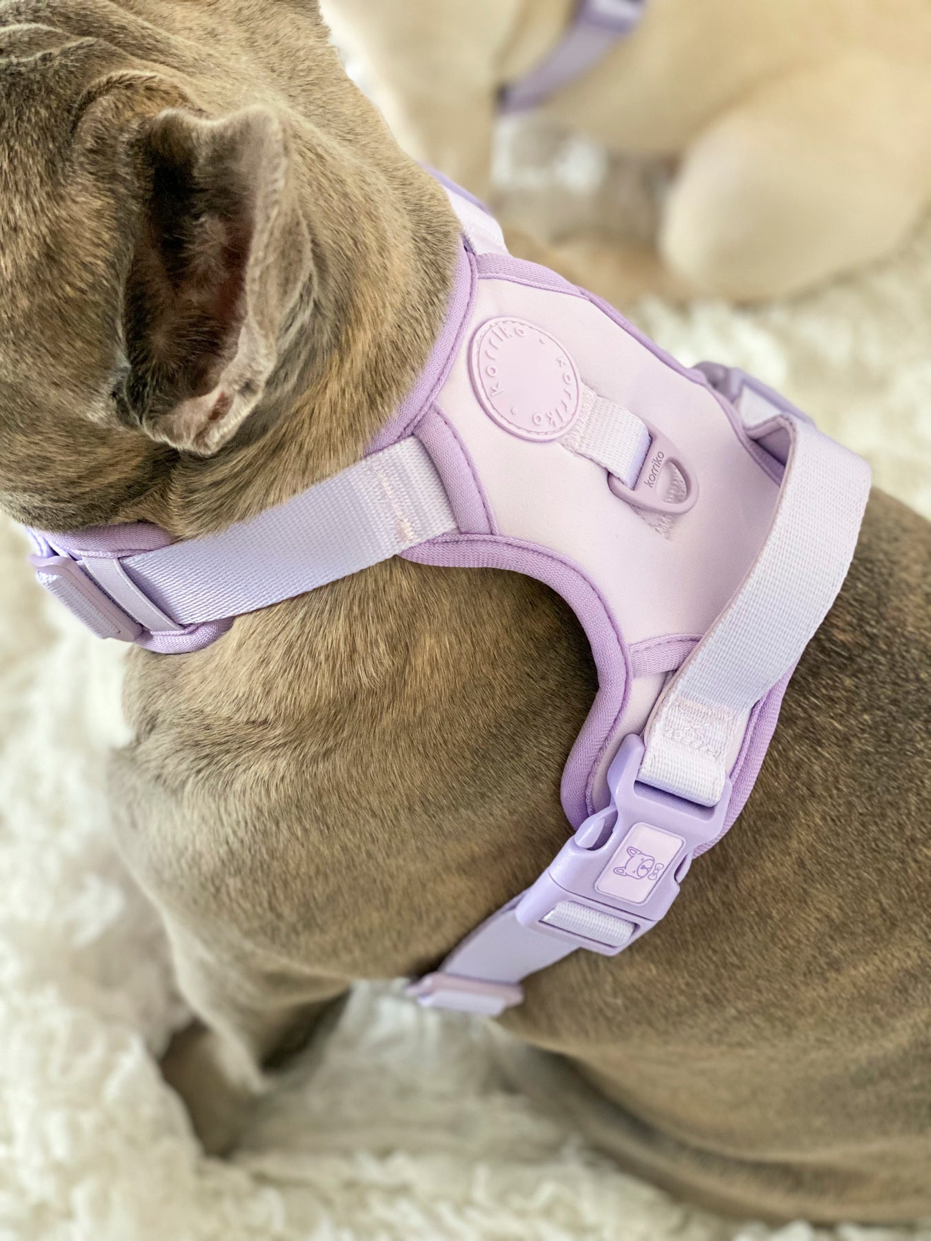 Exploration Lite No-Pull Dog Harness - Lilac (Final Sale)