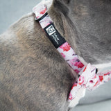 Dog Collar - Rosa (Blue Paw Co. - FINAL SALE)