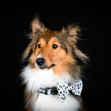 Dog Bow Tie - Spotted (SECONDS - FINAL SALE)