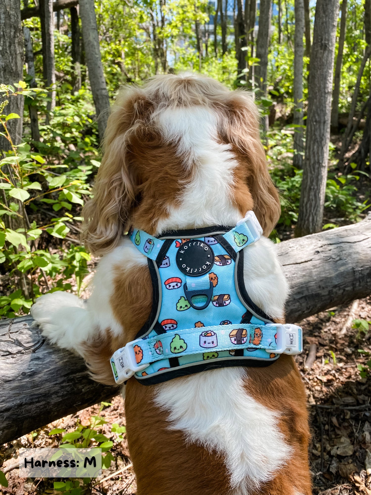 Exploration Lite No-Pull Dog Harness - Sushi