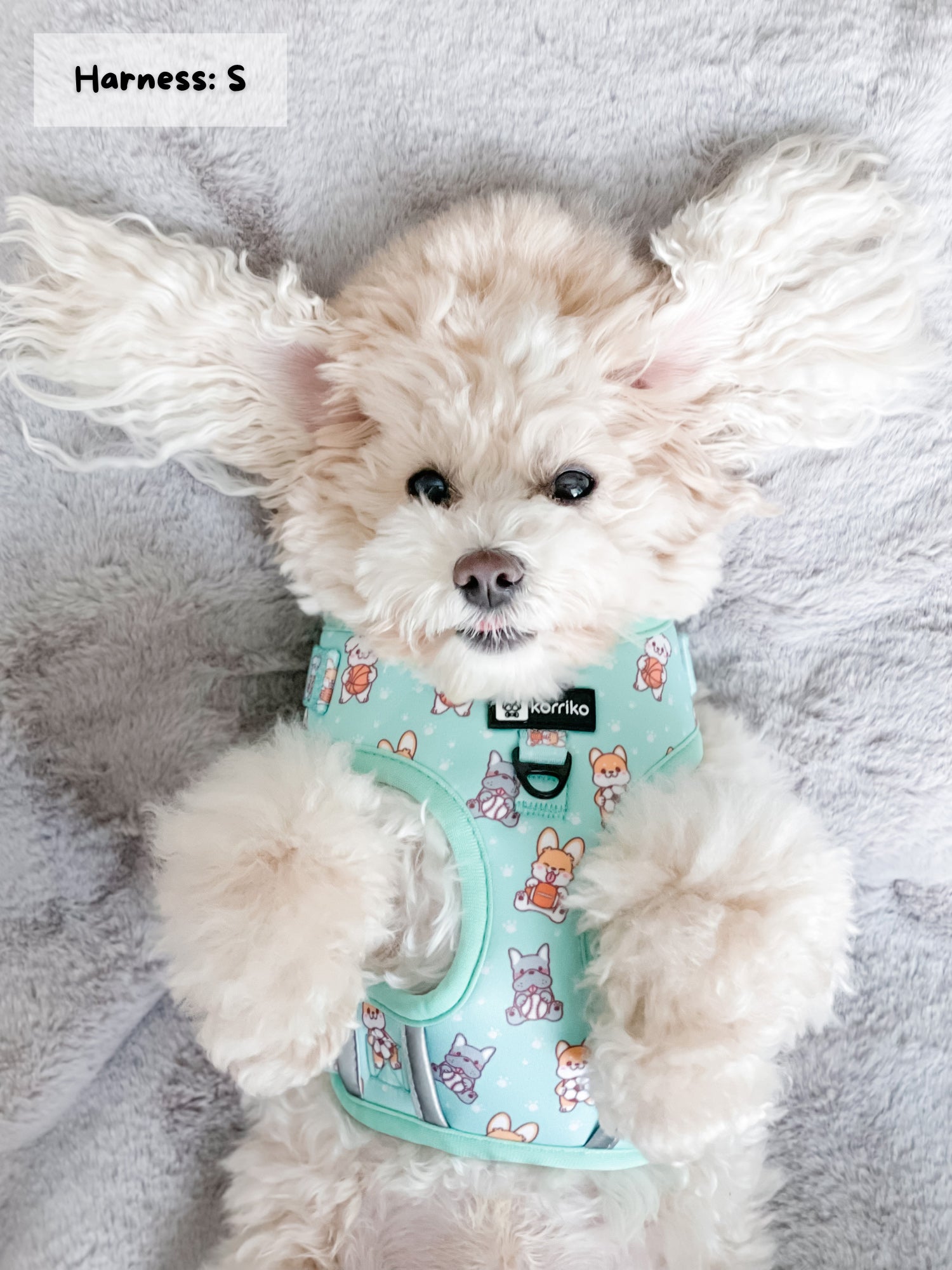 Adjustable Dog Harness - Dream Team (Final Sale)