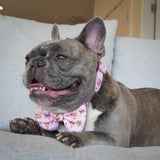 Ultimate Collar Bundle Set - Patisserie (4-Piece) (Final Sale)