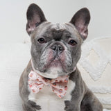 Dog Bow Tie - Coffee Break (Final Sale)