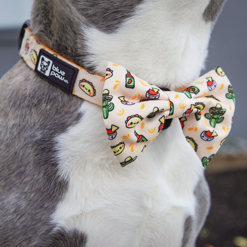 Dog Collar - Taco Fiesta (BPC - SECONDS - FINAL SALE)