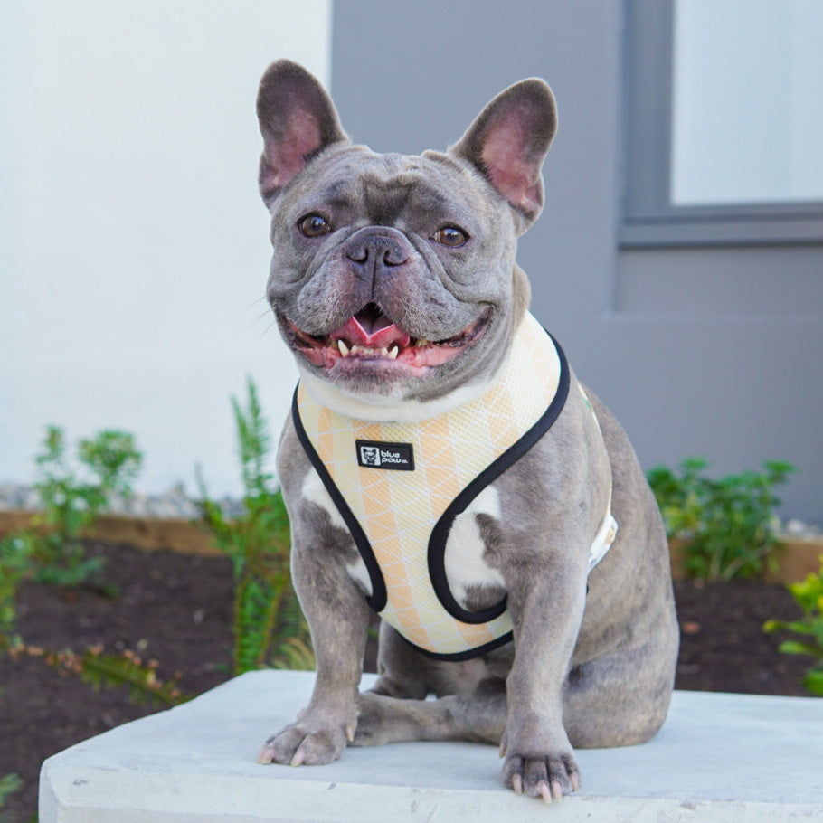 Reversible Dog Harness - Taco Fiesta (BPC - SECONDS - FINAL SALE)