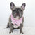 Cooling Dog Bandana - Piggin' Out (SECONDS - FINAL SALE)