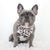 Cooling Dog Bandana - Leopard (SECONDS - FINAL SALE)