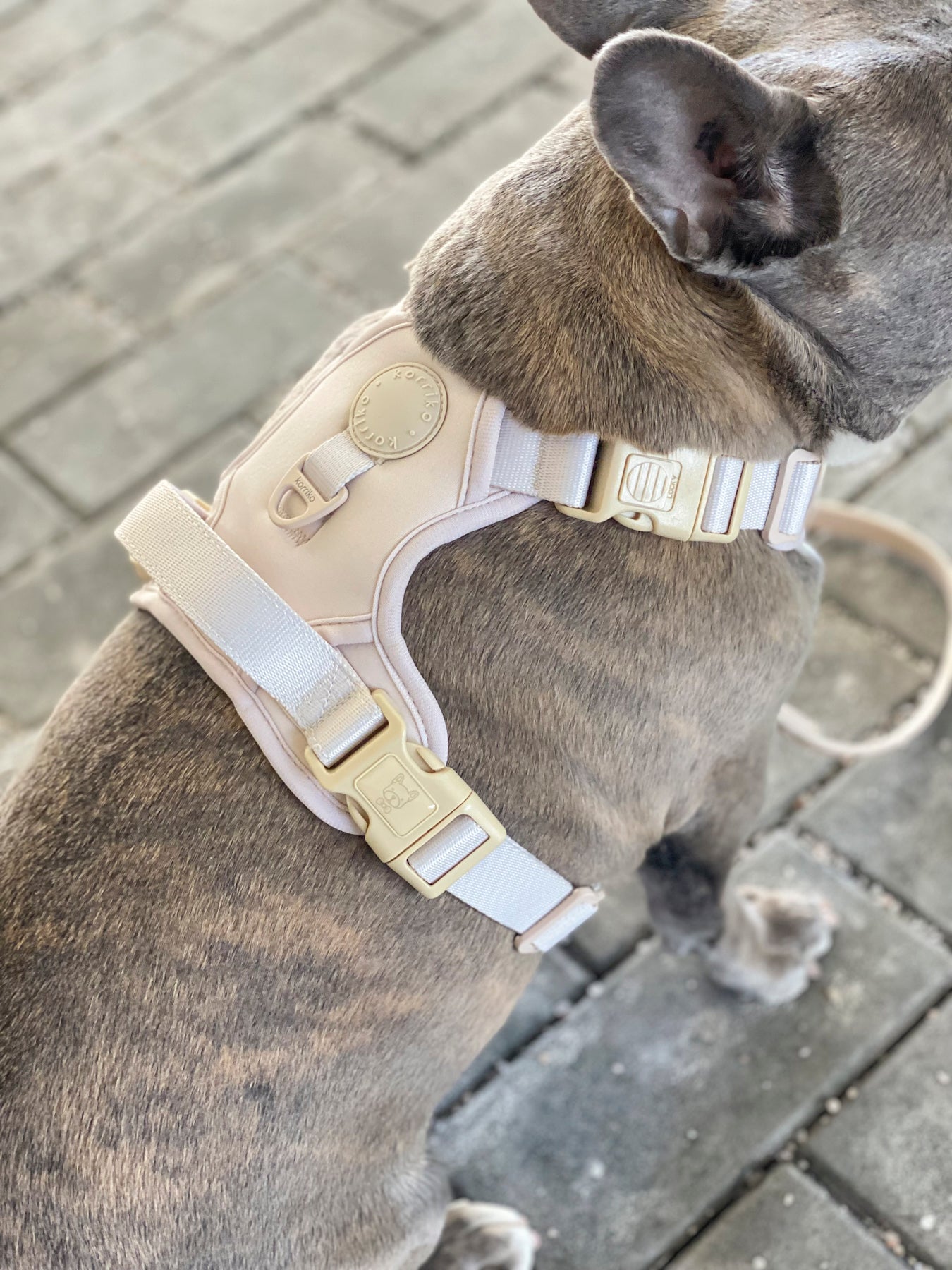 Exploration Lite No-Pull Dog Harness - Almond Nude