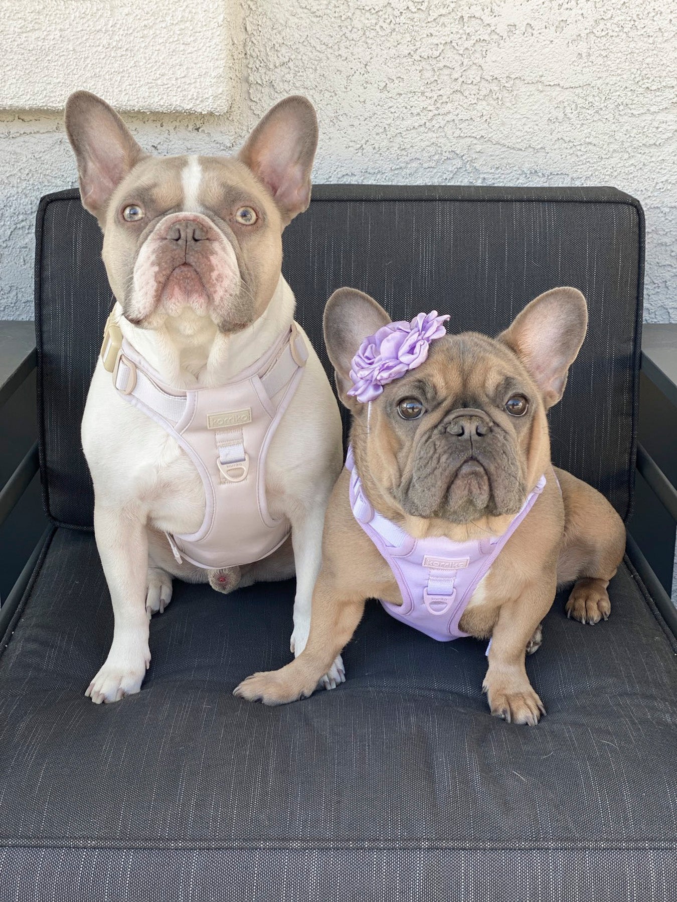 Exploration Lite No-Pull Dog Harness - Almond Nude (Final Sale)