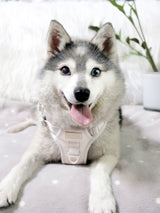Exploration Lite No-Pull Dog Harness - Almond Nude (Final Sale)