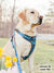 Exploration Lite No-Pull Dog Harness - Dino