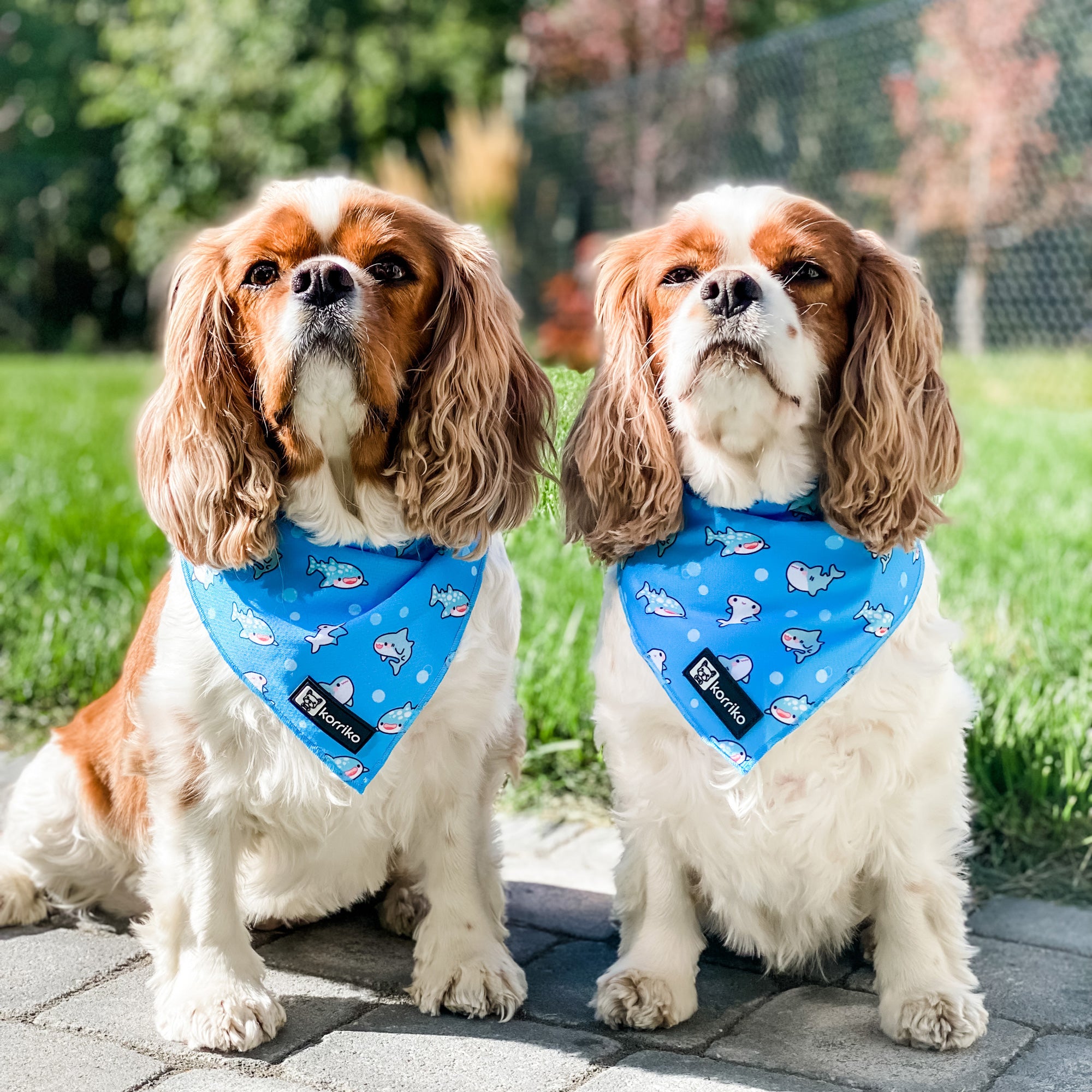 Cooling Dog Bandana - Shark