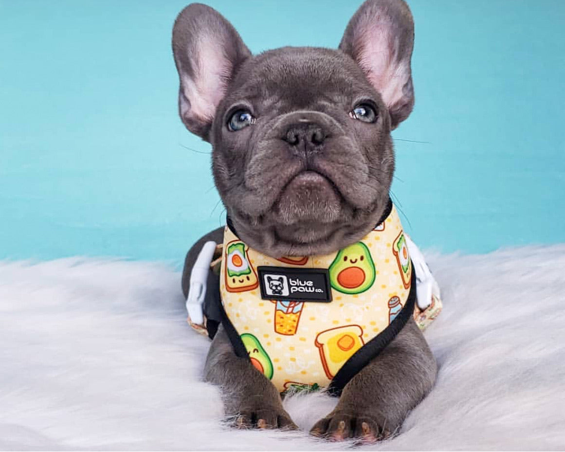 Reversible Dog Harness - Avocado Toast (BPC - SECONDS - FINAL SALE)
