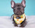Reversible Dog Harness - Avocado Toast (BPC - SECONDS - FINAL SALE)