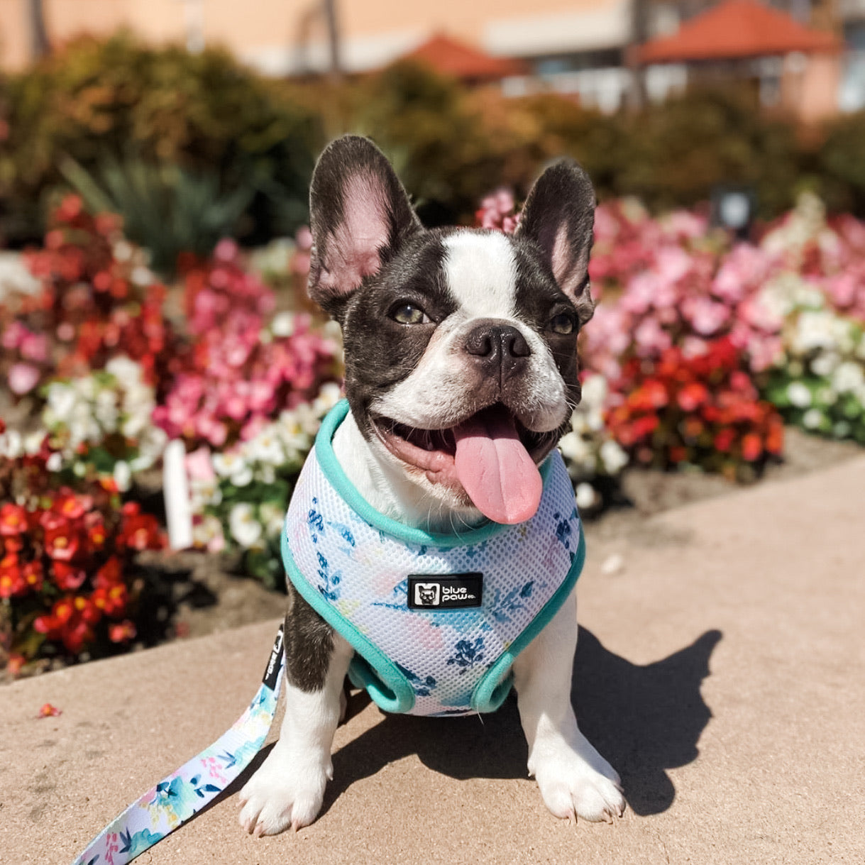 Classic Dog Harness - Sweet & Simple (Blue Paw Co. - FINAL SALE)