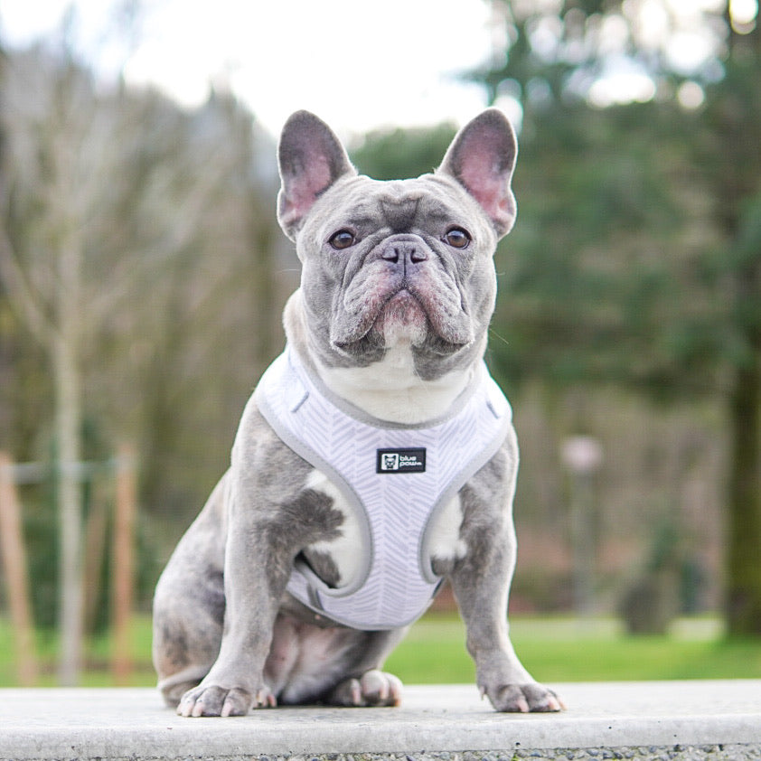 Adjustable Dog Harness - Silver Lining (Blue Paw Co. - FINAL SALE)