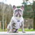 Adjustable Dog Harness - Silver Lining (Blue Paw Co. - FINAL SALE)