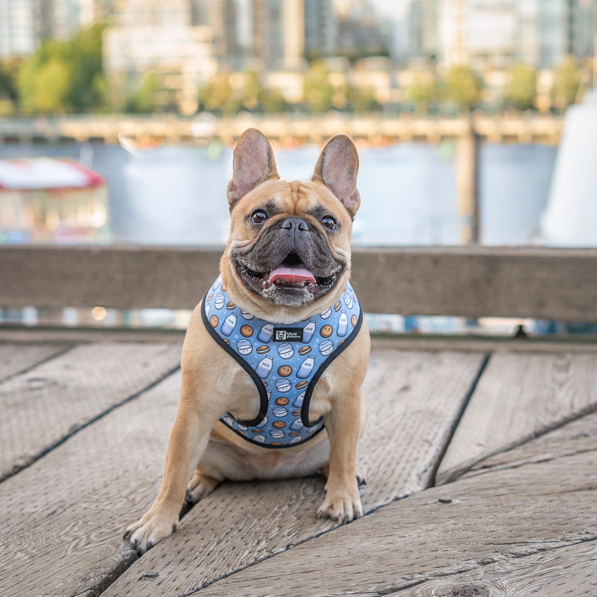 Reversible Dog Harness - Milky Way (Blue Paw Co. - FINAL SALE)
