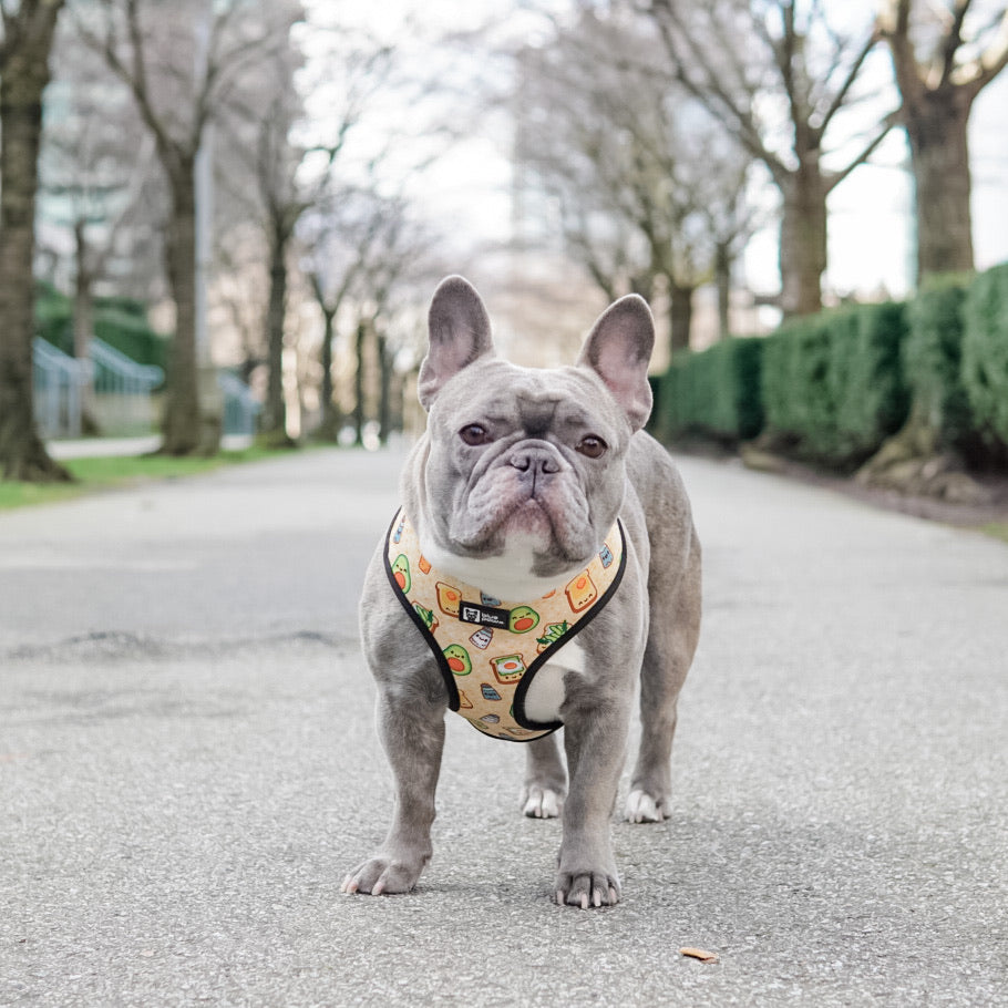 Reversible Dog Harness - Avocado Toast (BPC - SECONDS - FINAL SALE)
