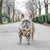 Reversible Dog Harness - Avocado Toast (BPC - SECONDS - FINAL SALE)