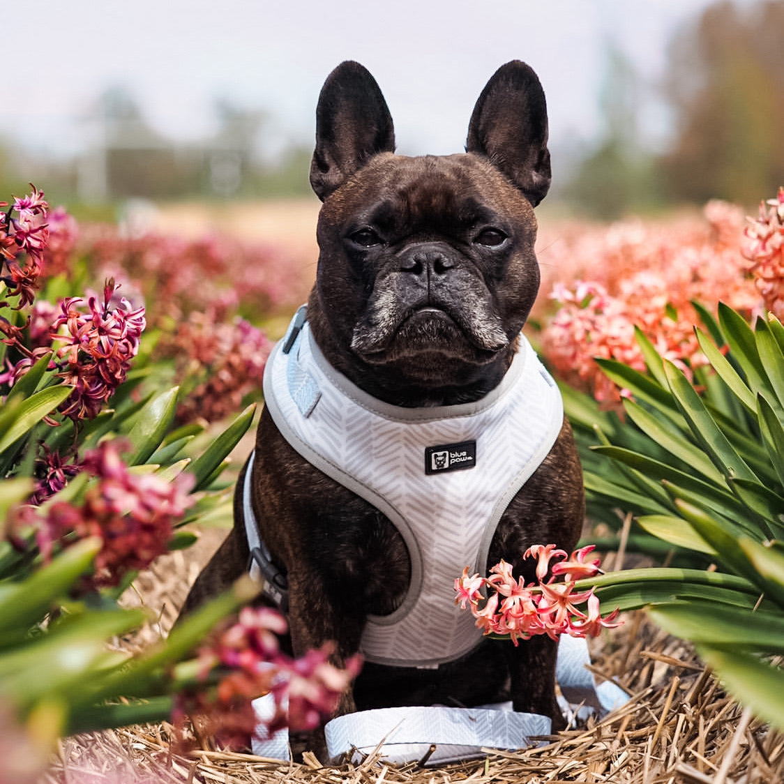 Adjustable Dog Harness - Silver Lining (Blue Paw Co. - FINAL SALE)
