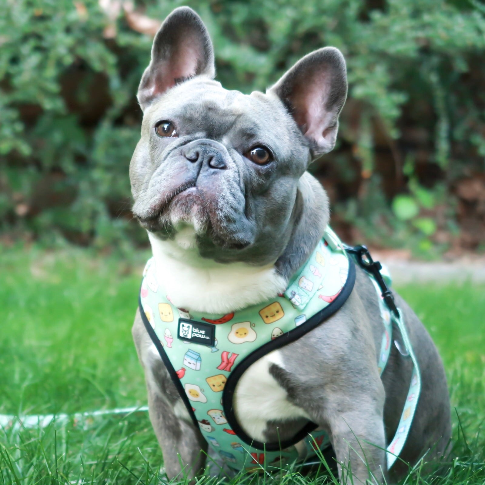 Adjustable Dog Harness - Thanks A Brunch (Blue Paw Co. - FINAL SALE)