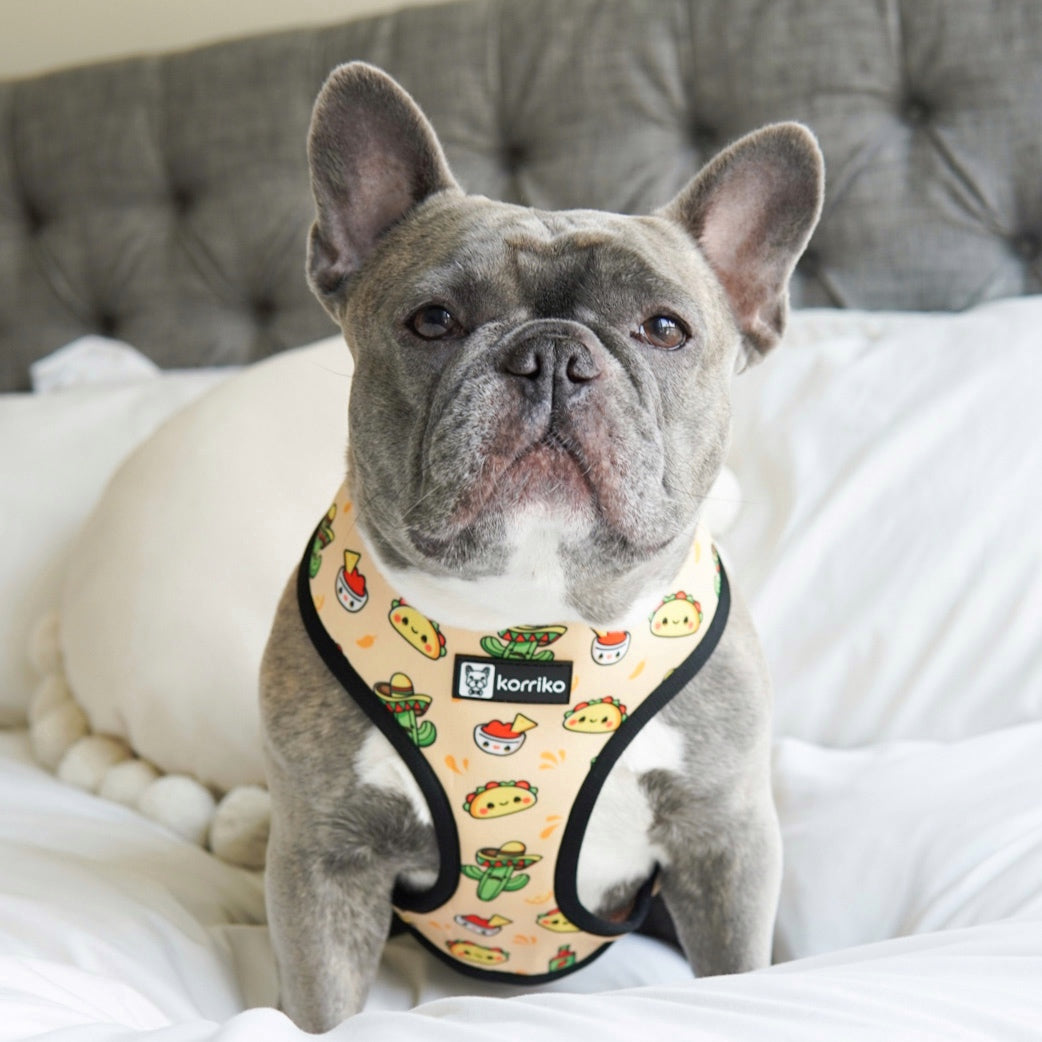 Reversible Dog Harness - Taco Fiesta (SECONDS - FINAL SALE)