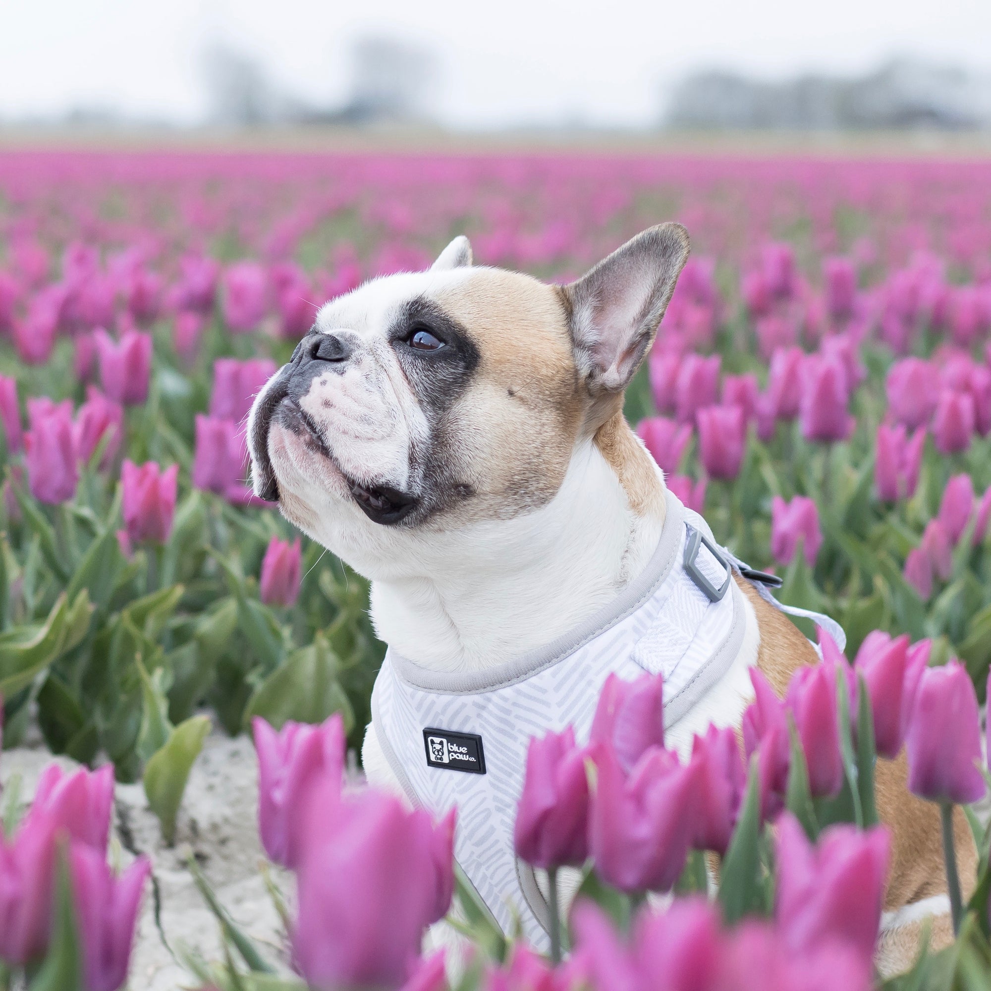 Adjustable Dog Harness - Silver Lining (Blue Paw Co. - FINAL SALE)