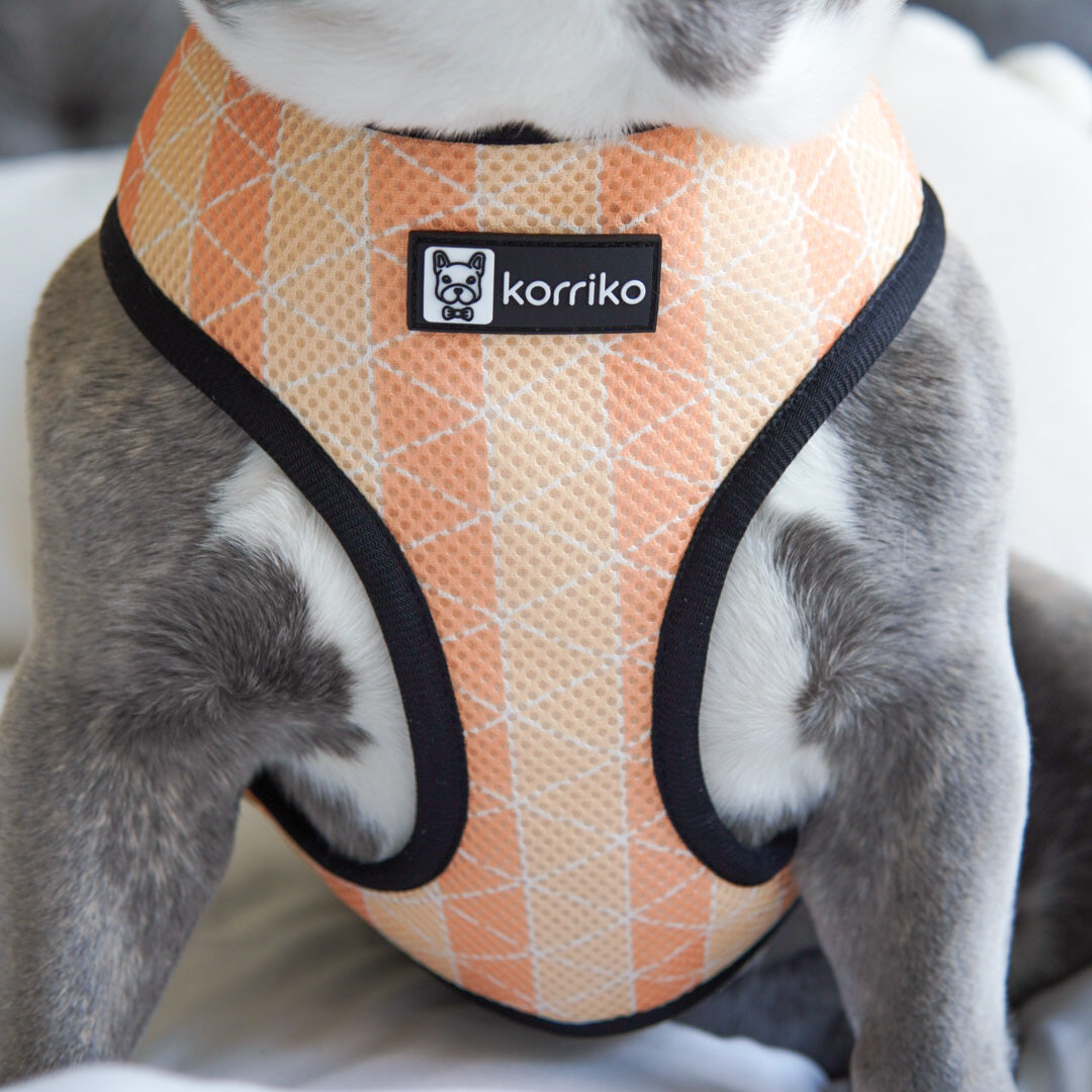Reversible Dog Harness - Taco Fiesta (SECONDS - FINAL SALE)