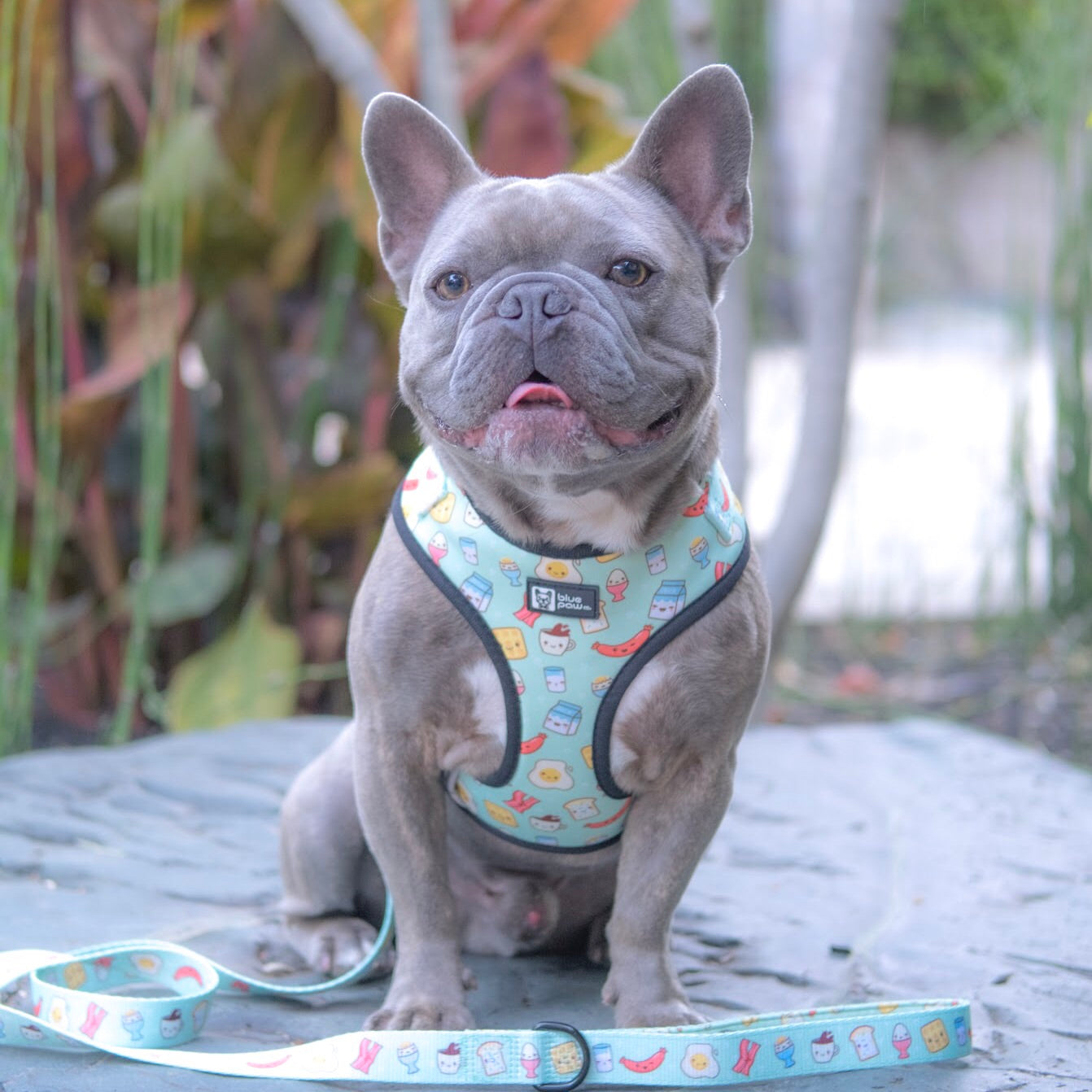 Adjustable Dog Harness - Thanks A Brunch (Blue Paw Co. - FINAL SALE)