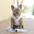Poop Bag Dispenser - Silver Lining (Blue Paw Co. - FINAL SALE)
