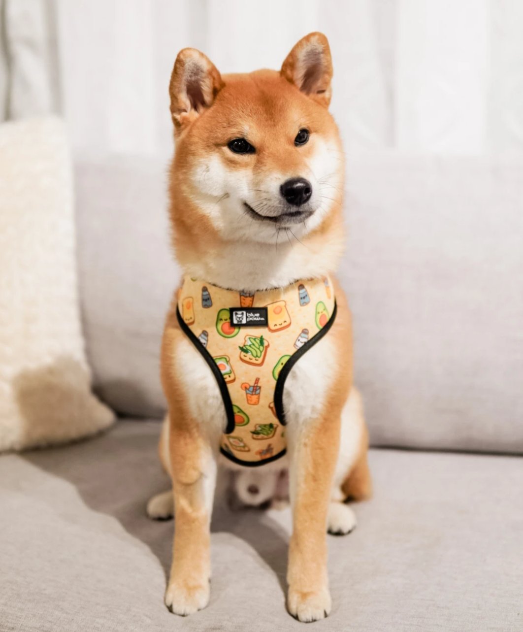 Reversible Dog Harness - Avocado Toast (BPC - SECONDS - FINAL SALE)