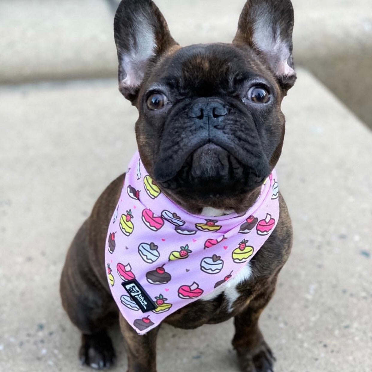 Cooling Dog Bandana - Piece Of Cake (BPC - SECONDS - FINAL SALE)