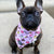 Cooling Dog Bandana - Piece Of Cake (BPC - SECONDS - FINAL SALE)