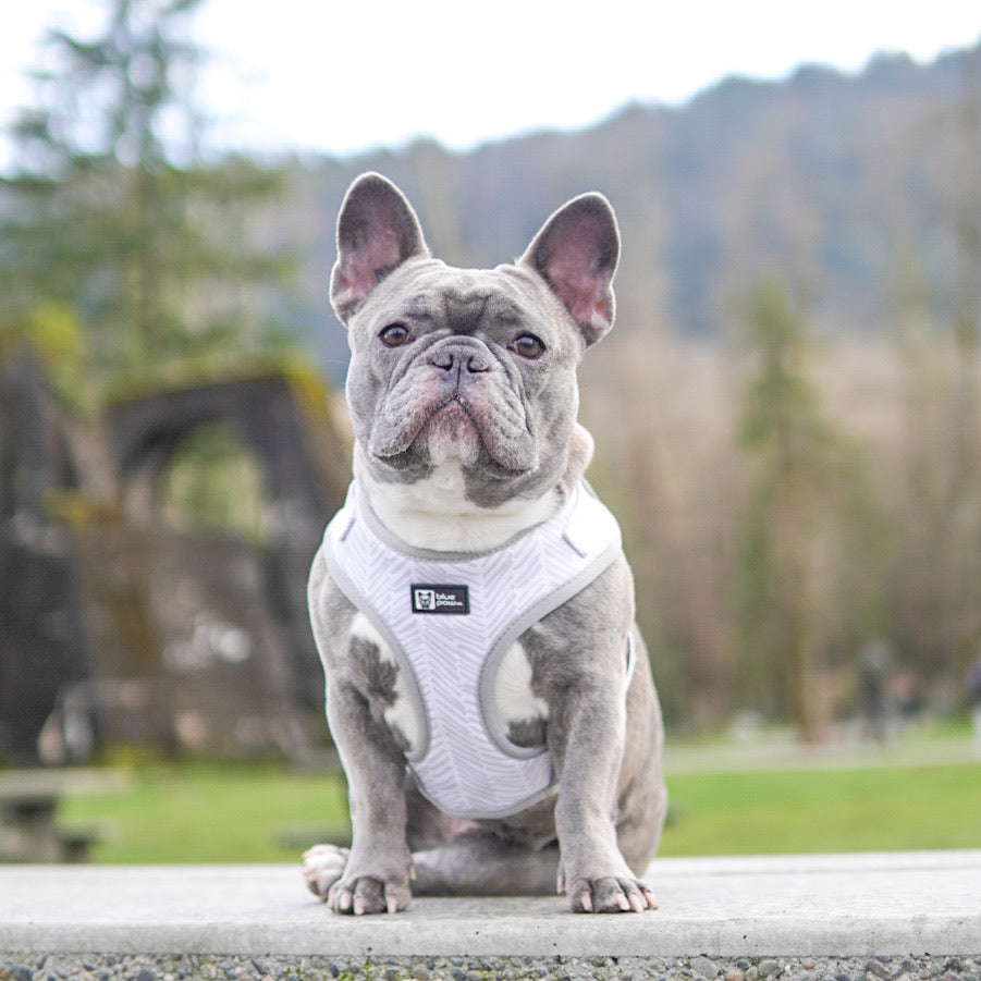 Adjustable Dog Harness - Silver Lining (Blue Paw Co. - FINAL SALE)