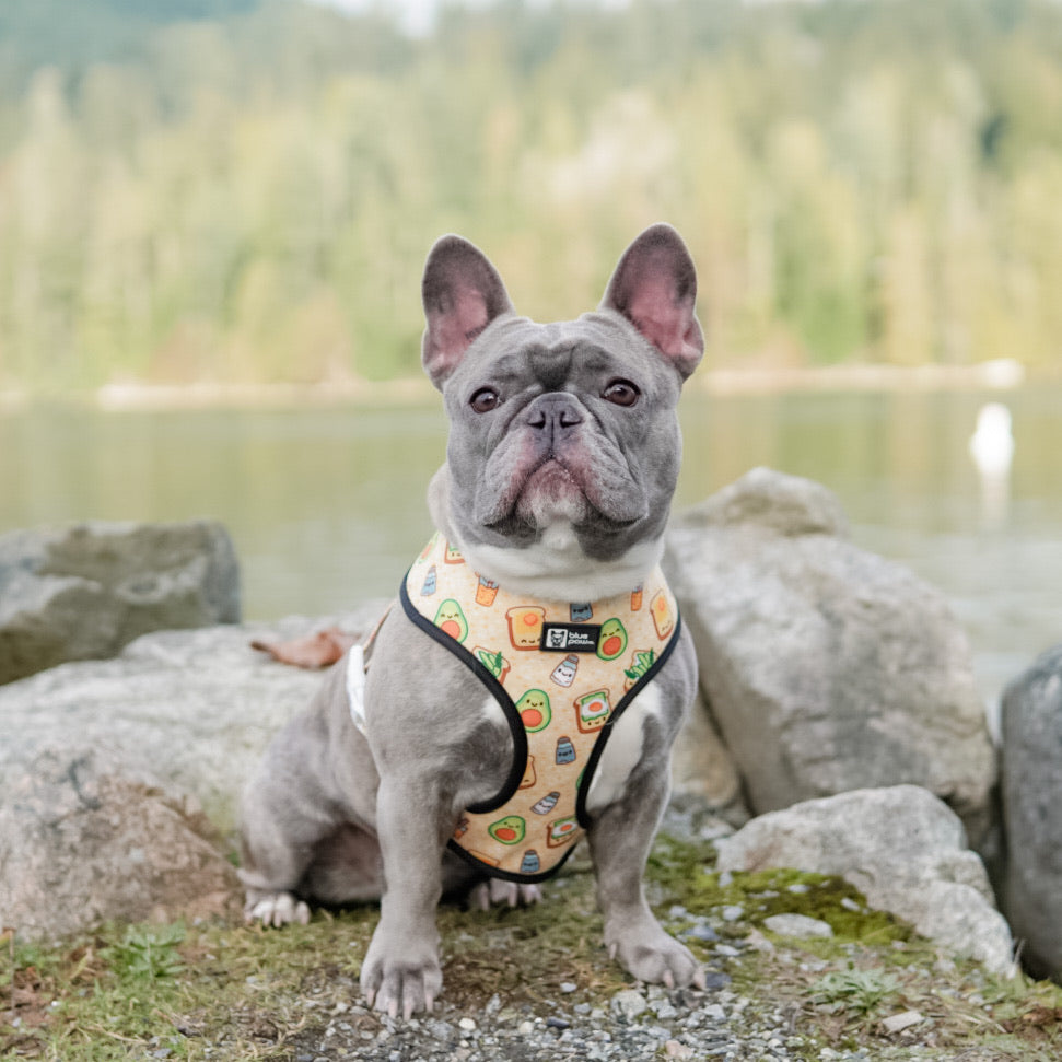 Reversible Dog Harness - Avocado Toast (BPC - SECONDS - FINAL SALE)