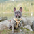 Reversible Dog Harness - Avocado Toast (BPC - SECONDS - FINAL SALE)