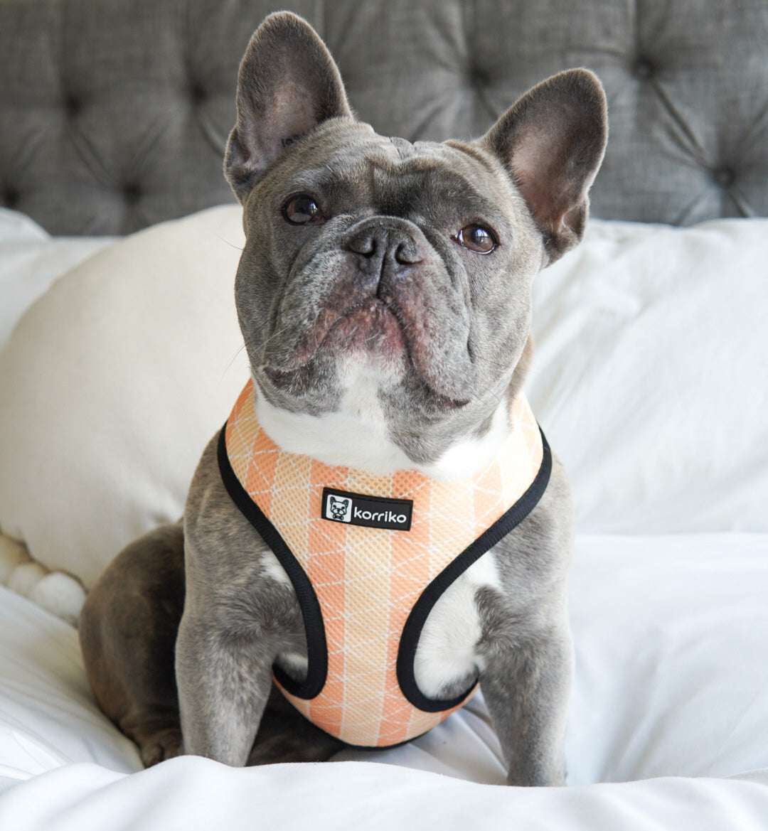 Reversible Dog Harness - Taco Fiesta (SECONDS - FINAL SALE)