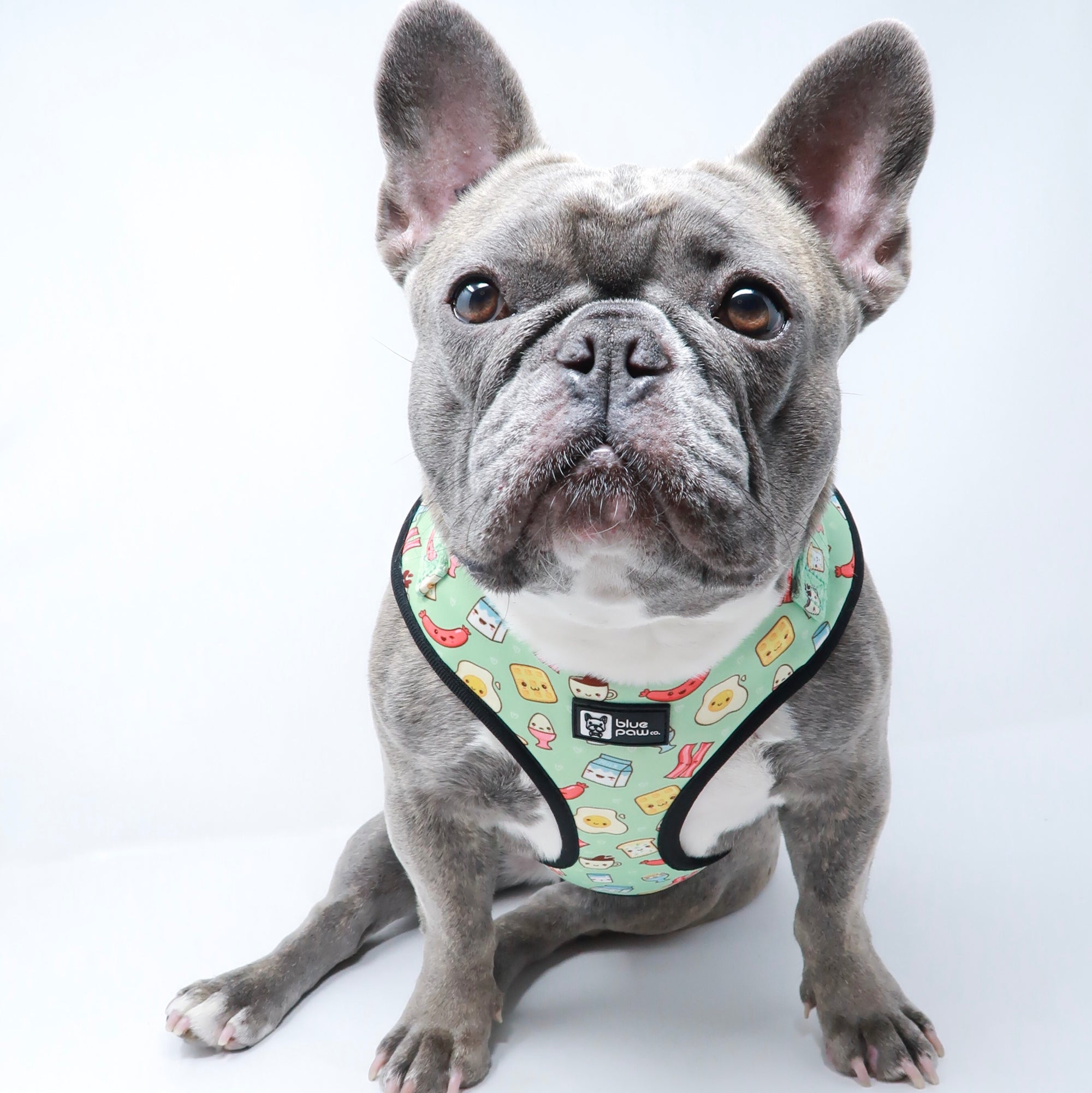 Adjustable Dog Harness - Thanks A Brunch (Blue Paw Co. - FINAL SALE)