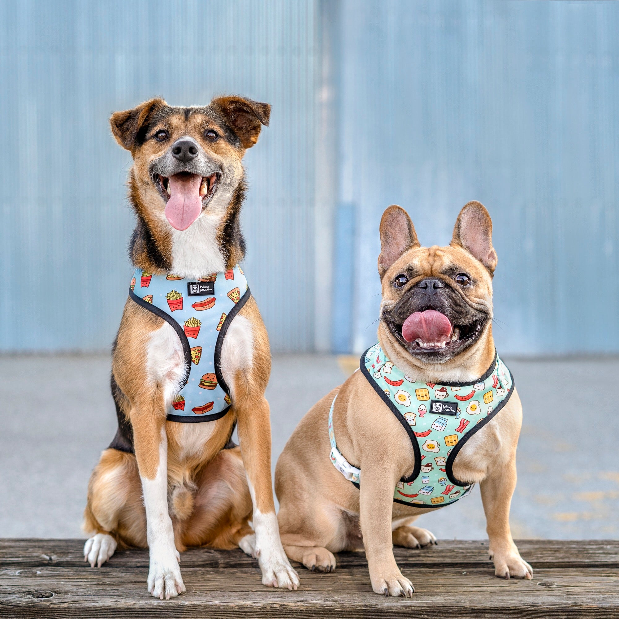 Adjustable Dog Harness - Thanks A Brunch (Blue Paw Co. - FINAL SALE)