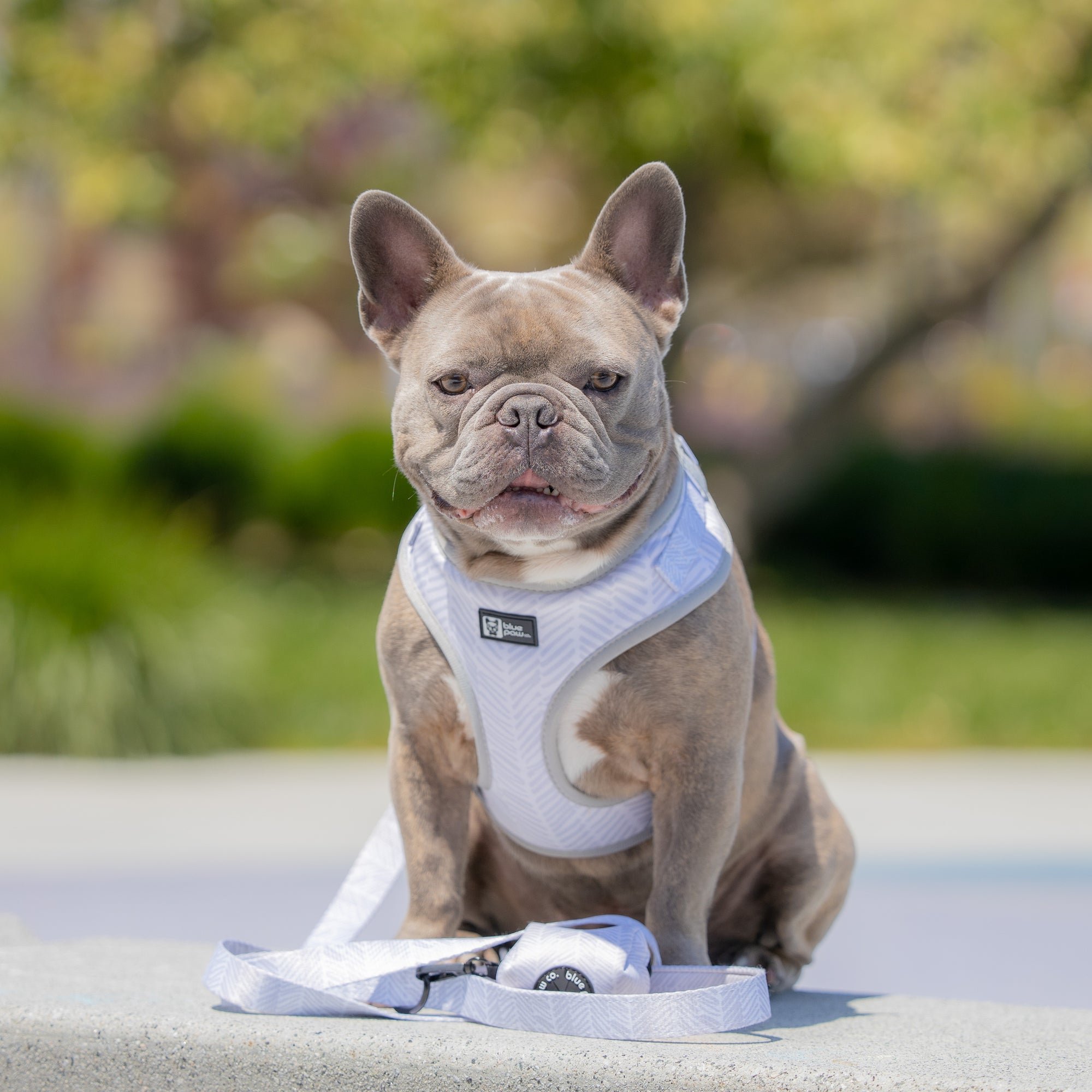 Adjustable Dog Harness - Silver Lining (Blue Paw Co. - FINAL SALE)