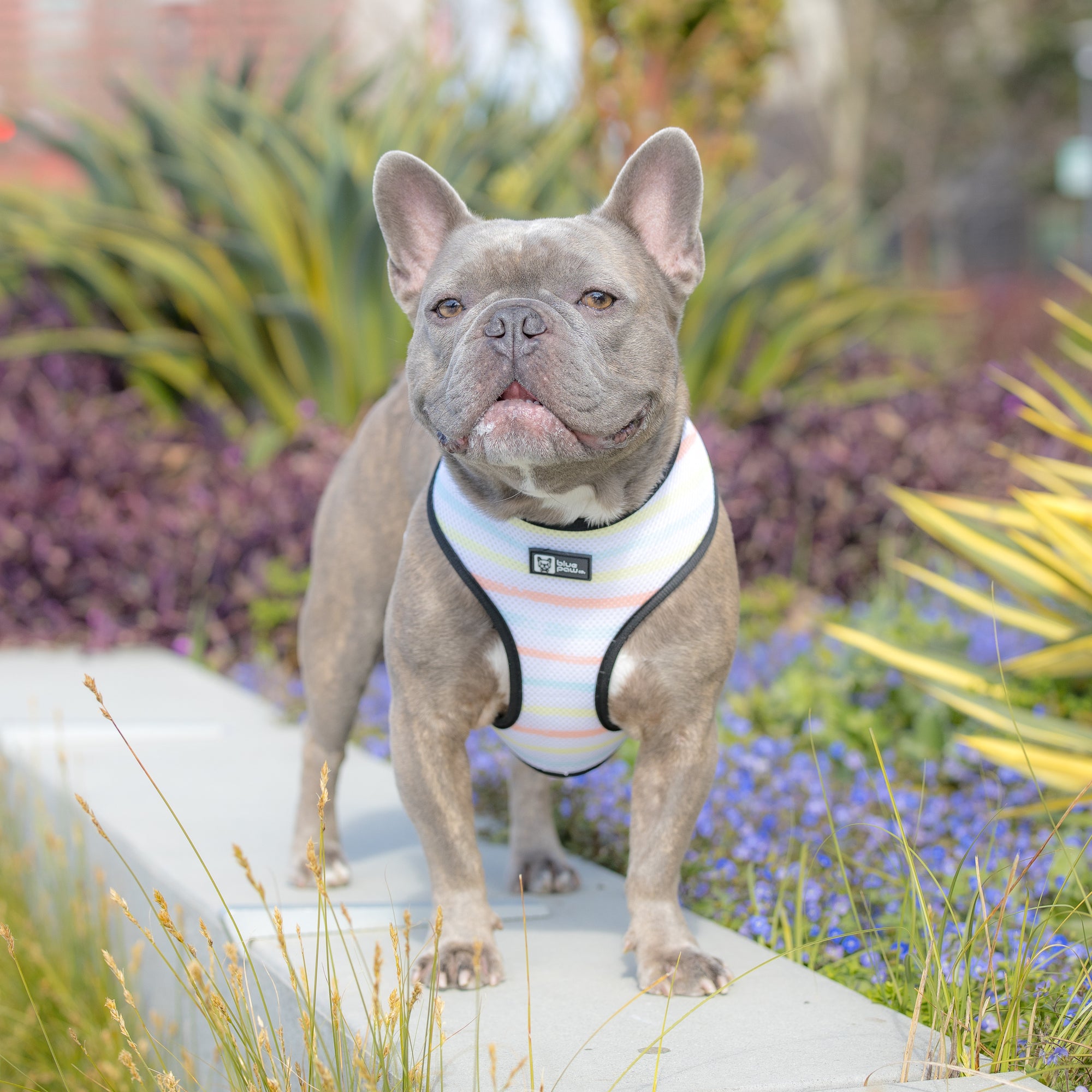 Reversible Dog Harness - Avocado Toast (BPC - SECONDS - FINAL SALE)
